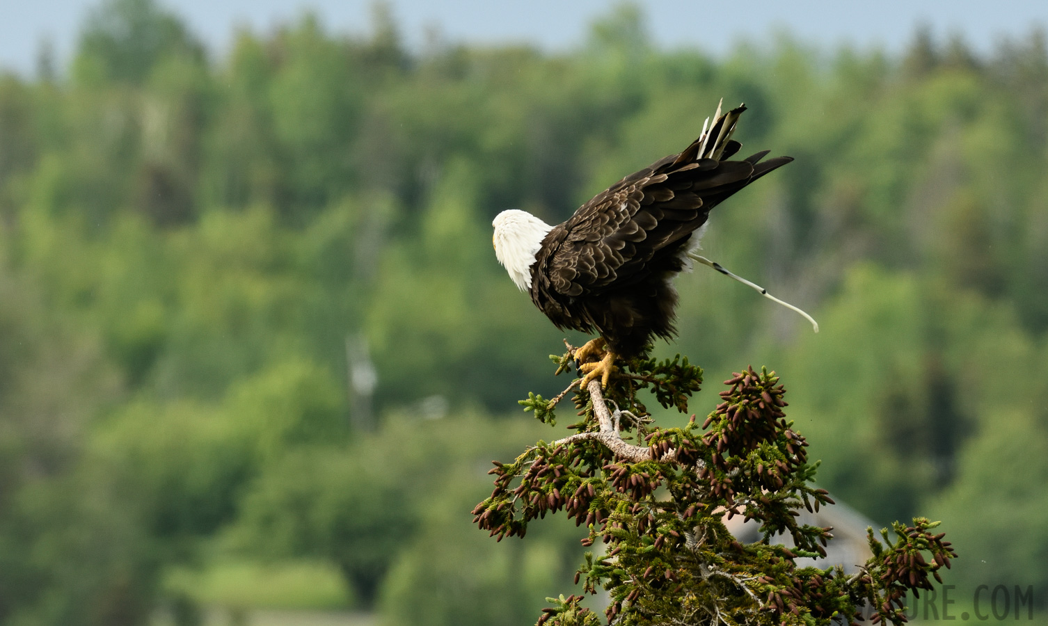 Haliaeetus leucocephalus washingtoniensis [400 mm, 1/800 sec at f / 8.0, ISO 1000]